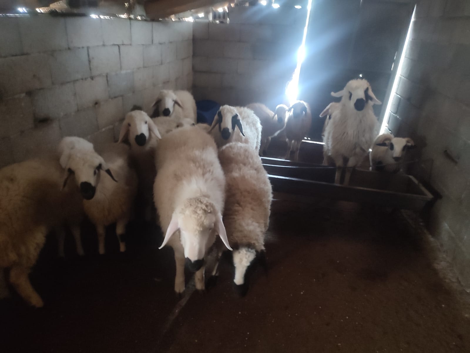 42 S Atalay Hayvancılık